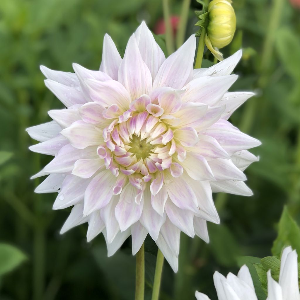 Dahlia semi cactus Clearview Edie