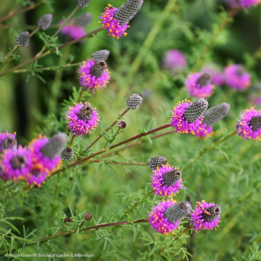 Dalea purpurea Stephanie