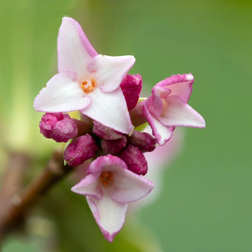 Daphne Perfume Princess - Daphné parfumé
