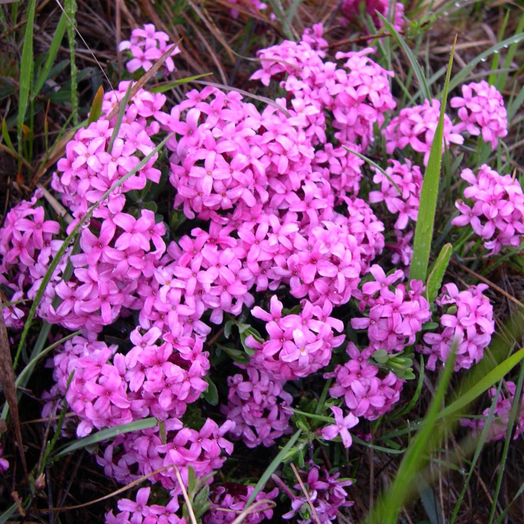 Daphne cneorum - Camélée des Alpes