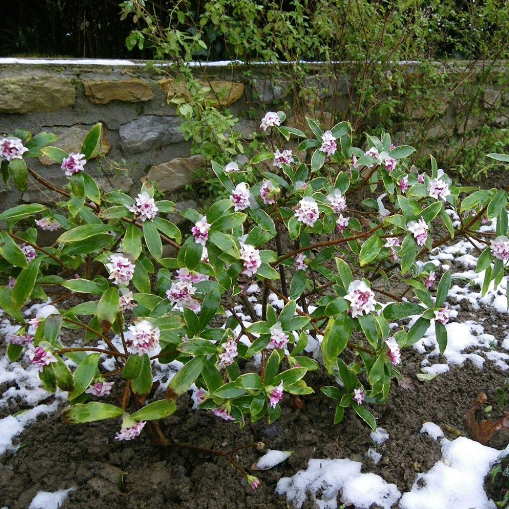 Daphne odora - Bois-joli odorant