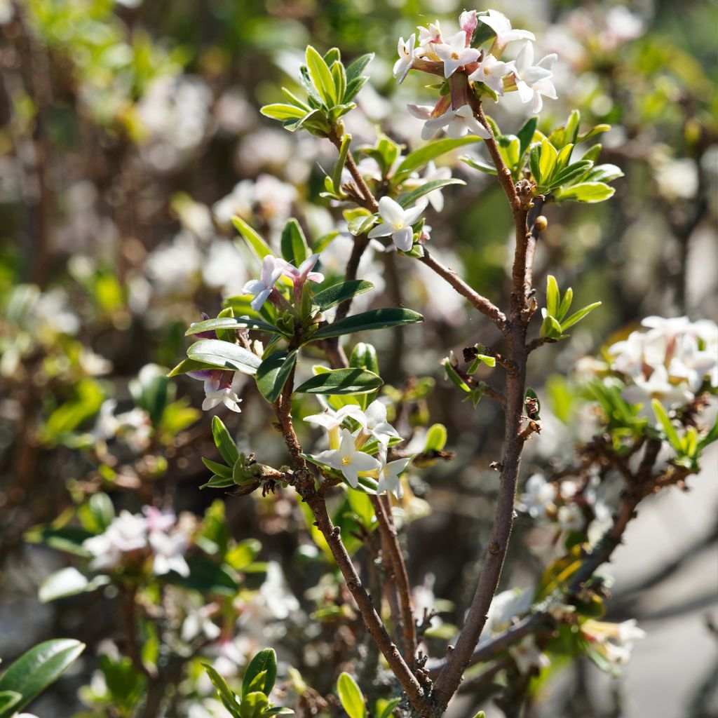 Daphne retusa