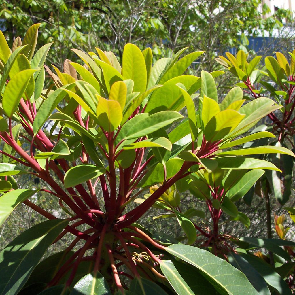 Daphniphyllum himalayense macropodum