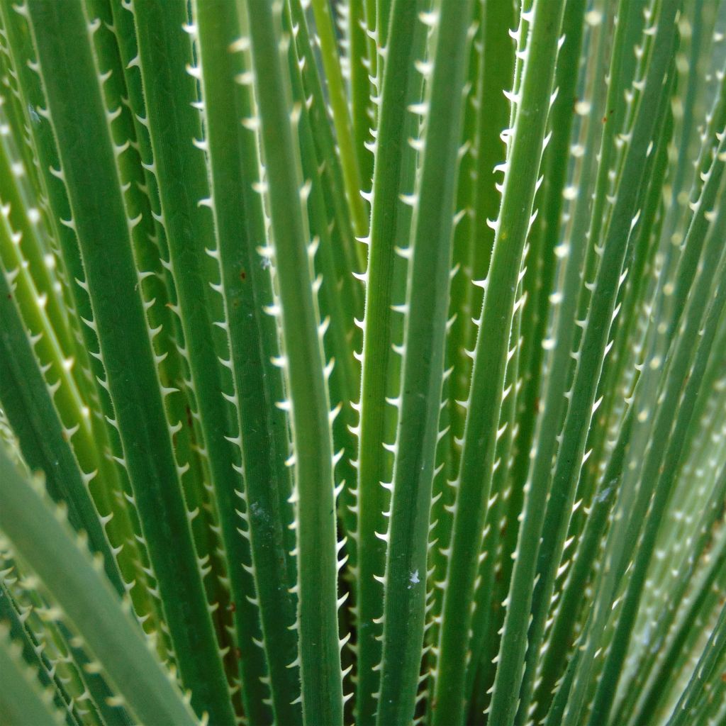 Dasylirion glaucophyllum - Dasylire à feuilles glauques.