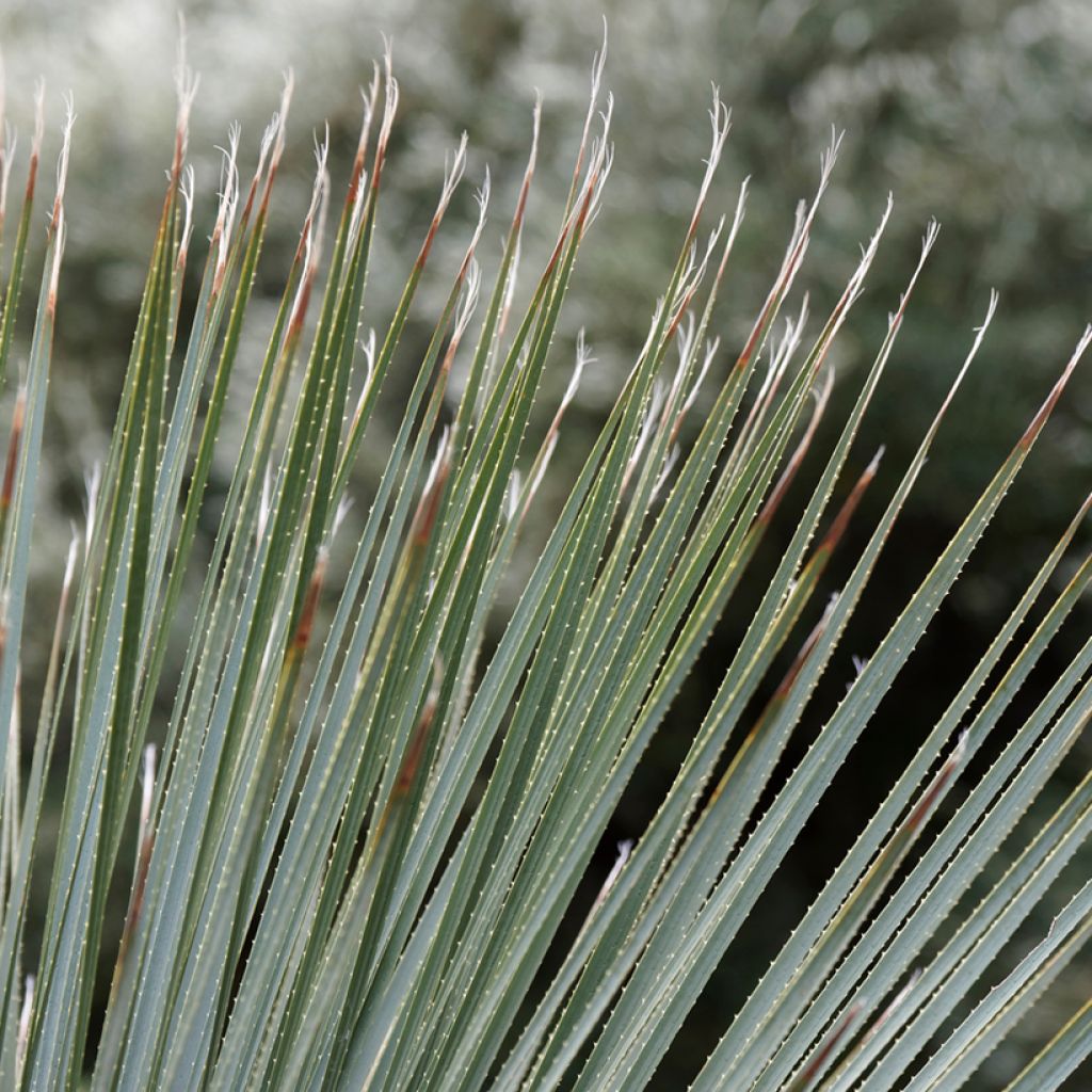 Dasylirion glaucophyllum