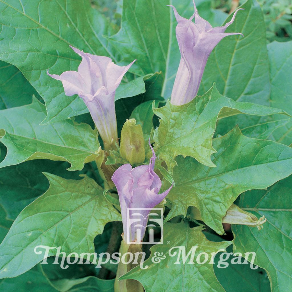 Graines de Datura La Fleur Lilac - Datura Metel La Fleur Lilac 