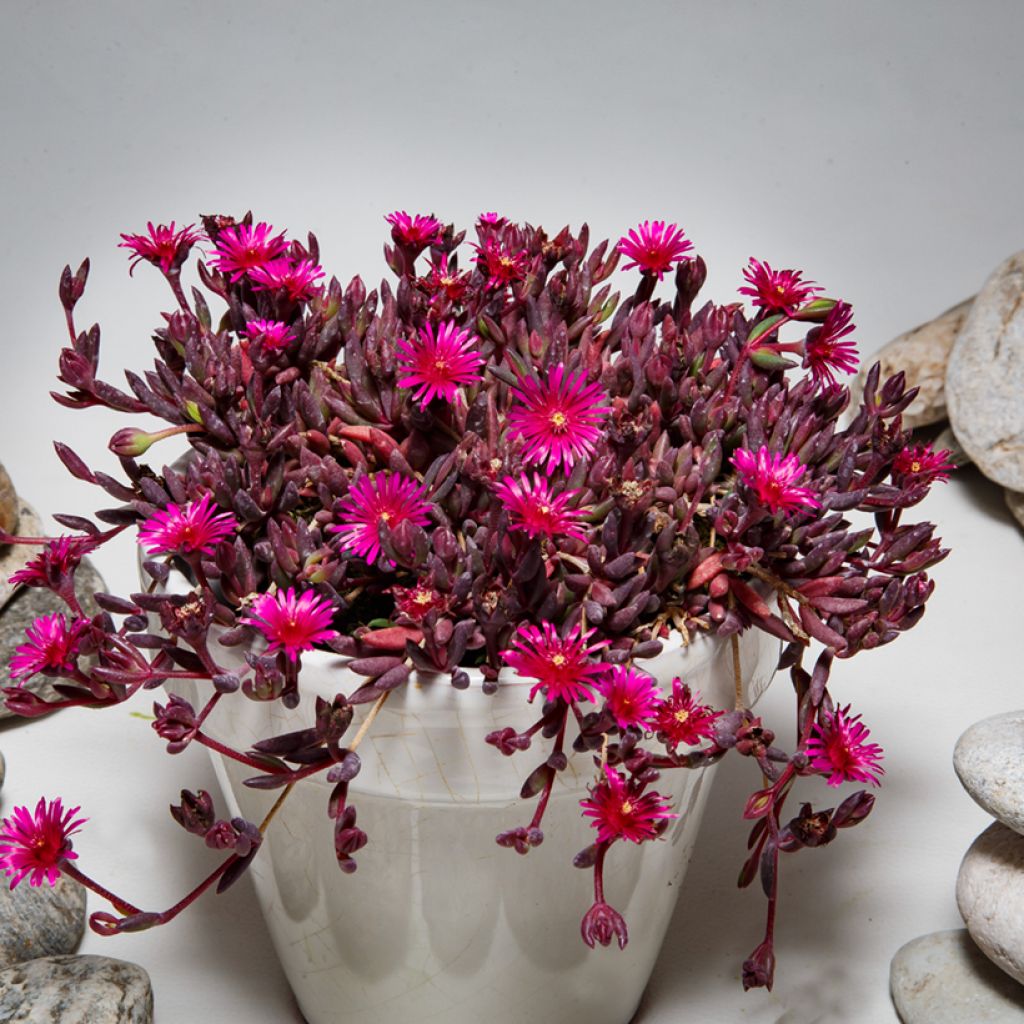 Delosperma Desert Dancers Purple