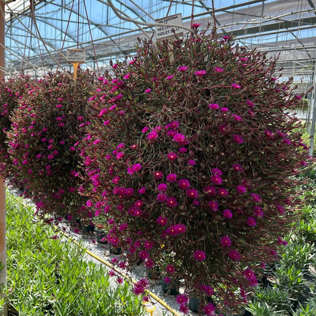 Delosperma Desert Dancers Purple