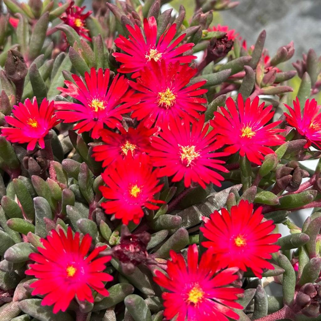 Delosperma Desert Dancers Red