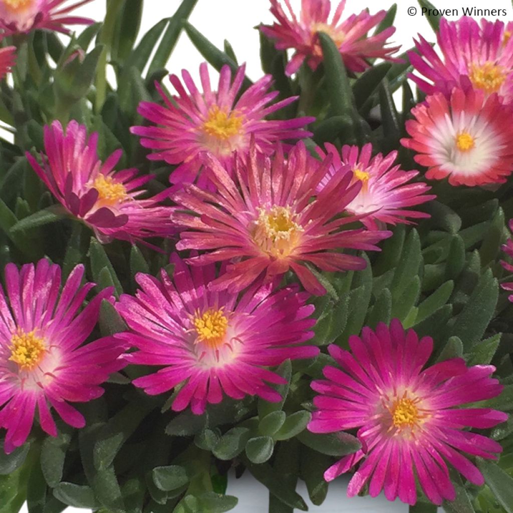 Delosperma Royal Ranger Neon