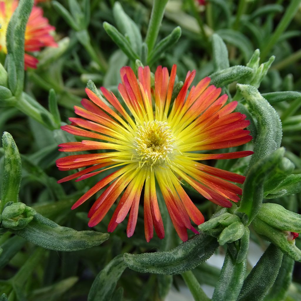 Delosperma Wheels of Wonder Fire