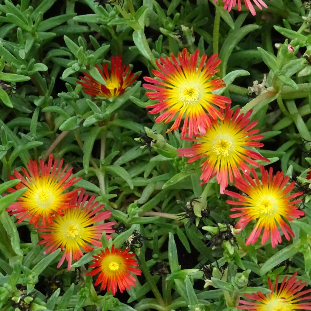 Delosperma Wheels of Wonder Fire