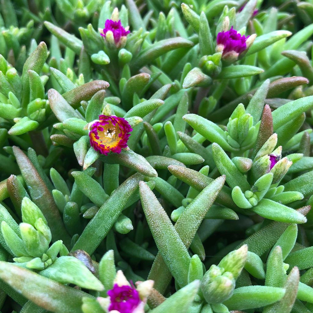 Delosperma Wheels of Wonder Hot Pink