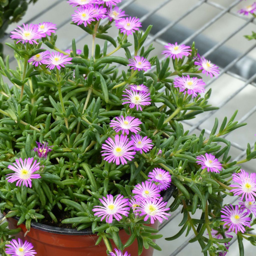 Delosperma Wheels of Wonder Violet