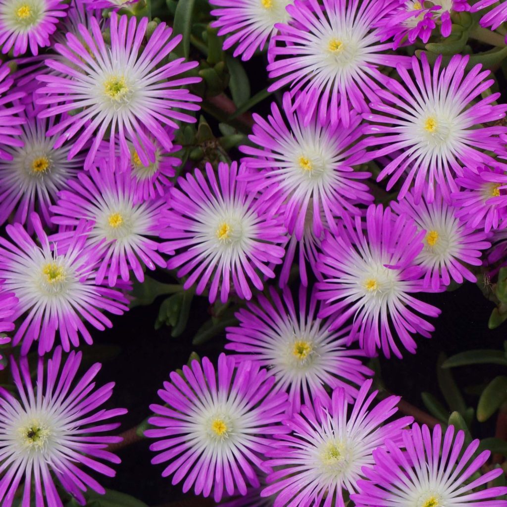 Delosperma Wheels of Wonder Violet