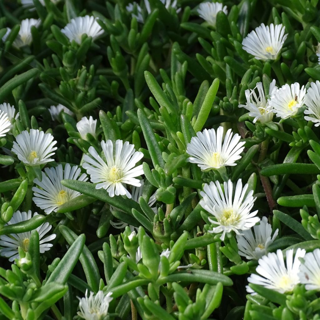 Delosperma Wheels of Wonder White