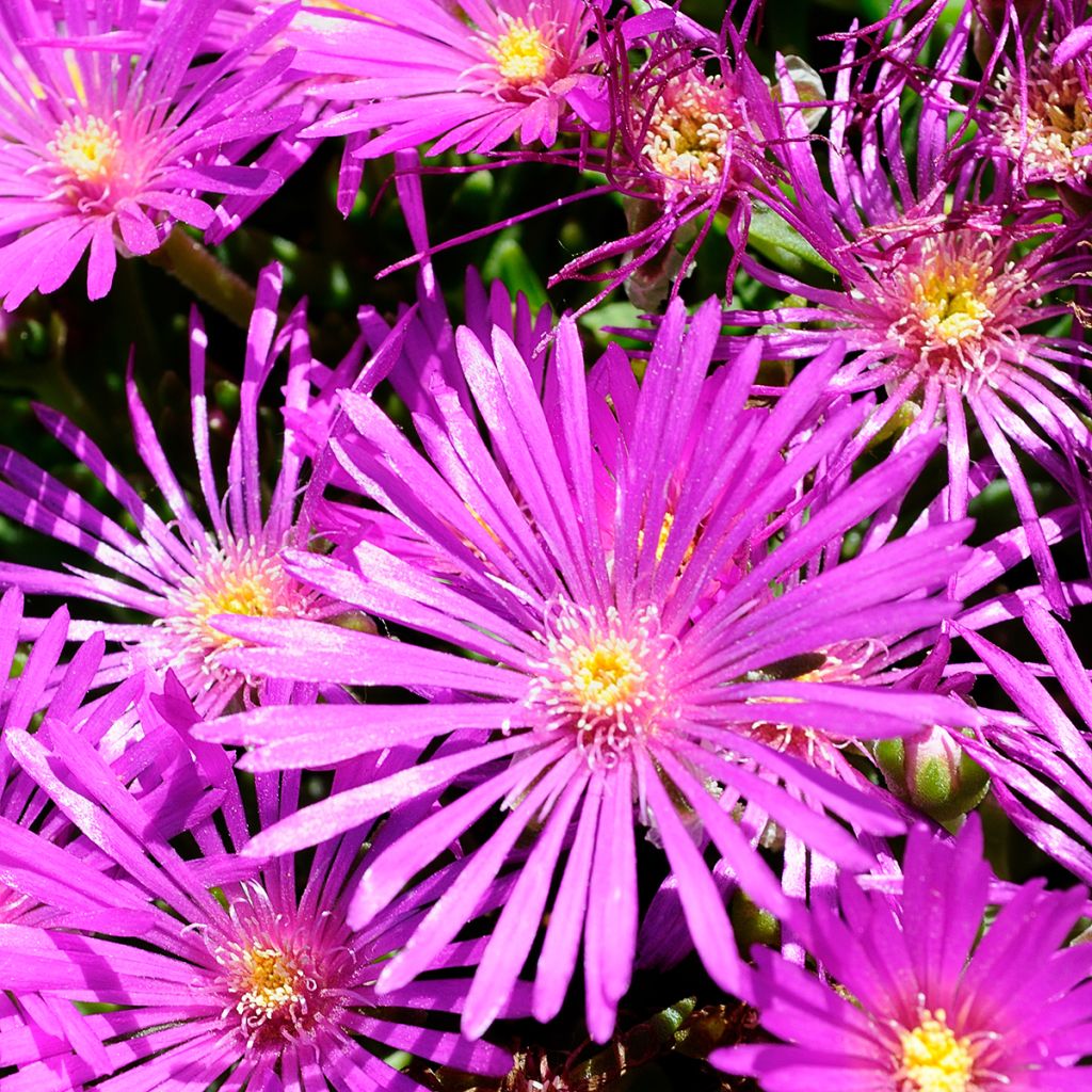 Delosperma cooperi - Pourpier de Cooper