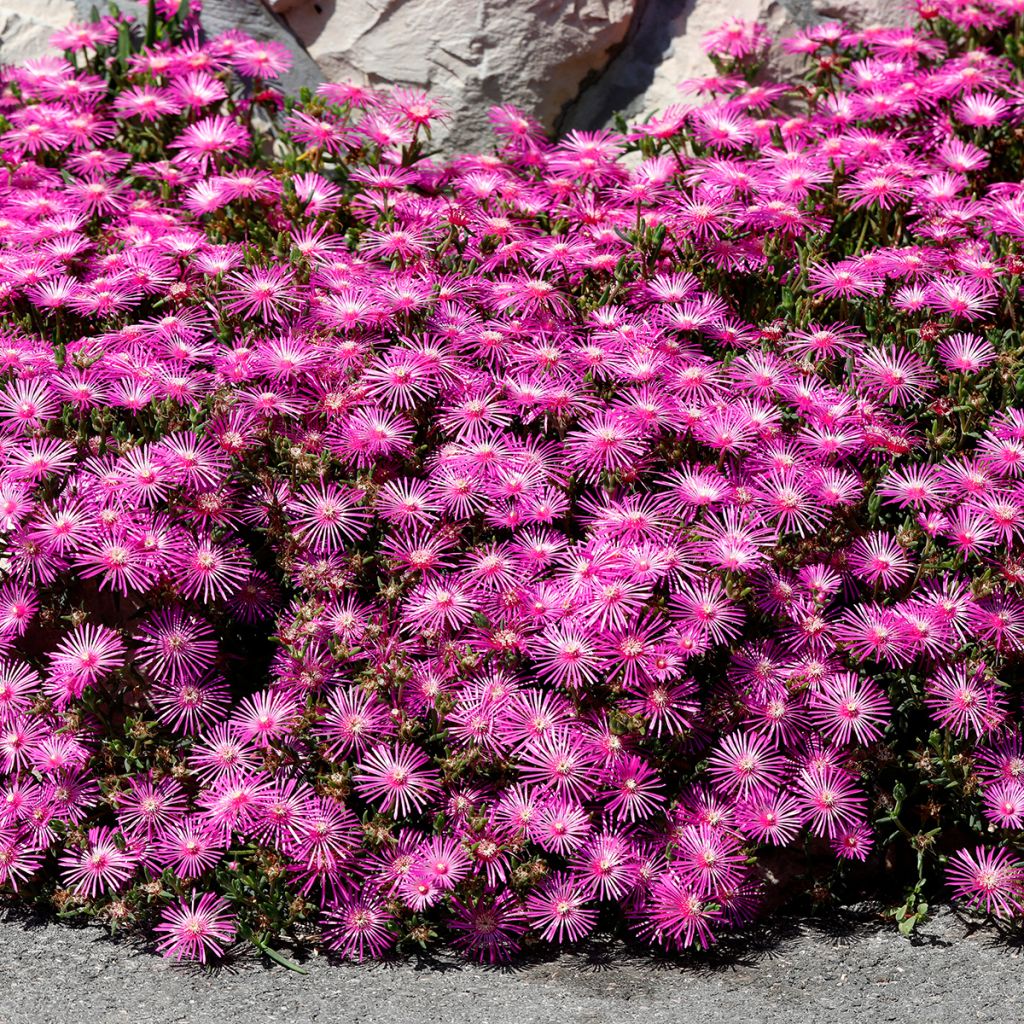 Delosperma cooperi - Pourpier de Cooper