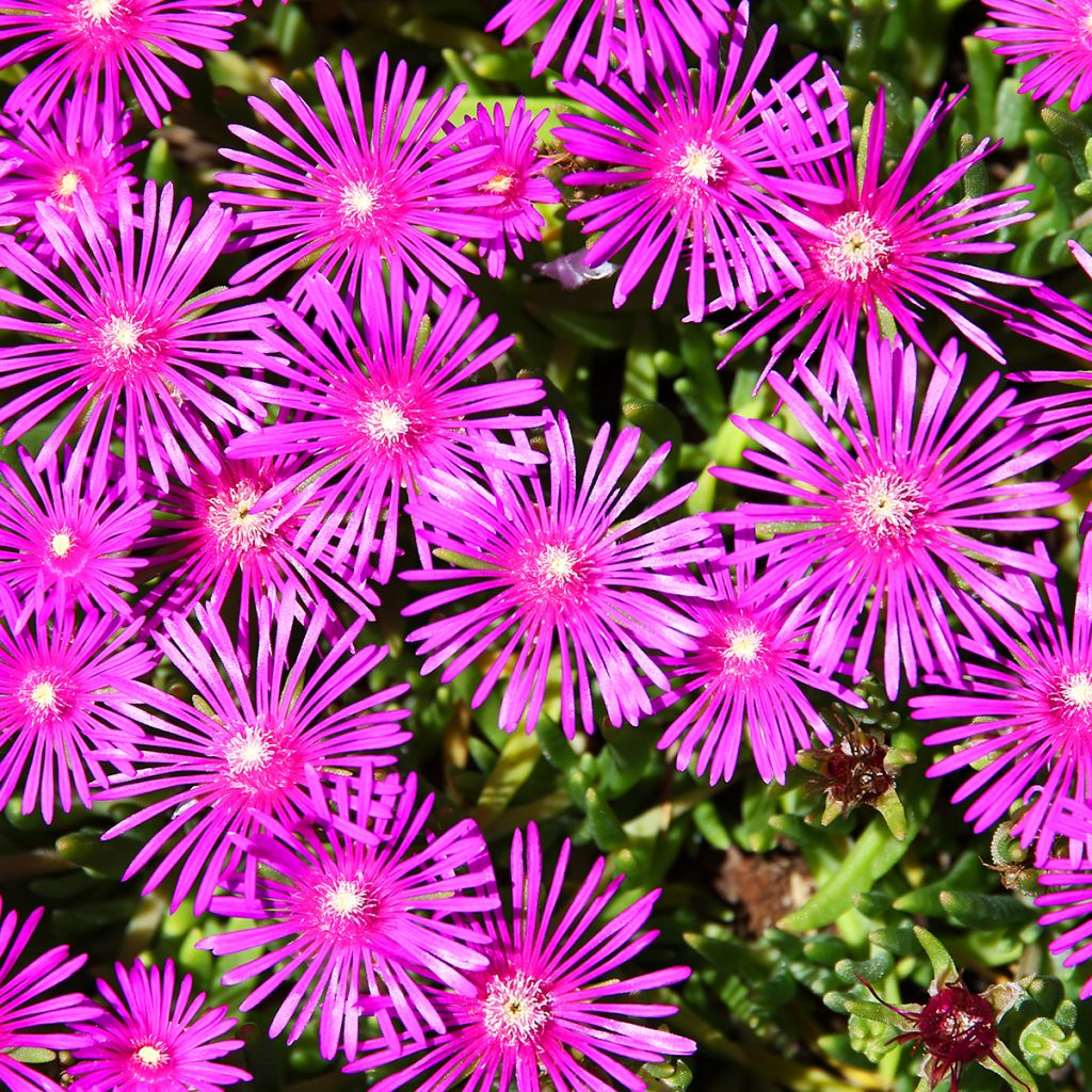 Delosperma cooperi - Pourpier de Cooper