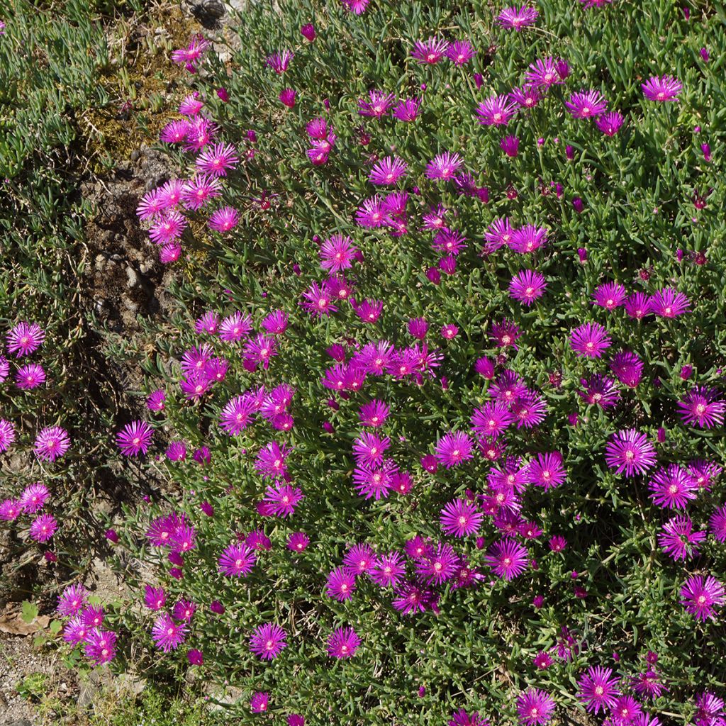 Delosperma cooperi - Pourpier de Cooper