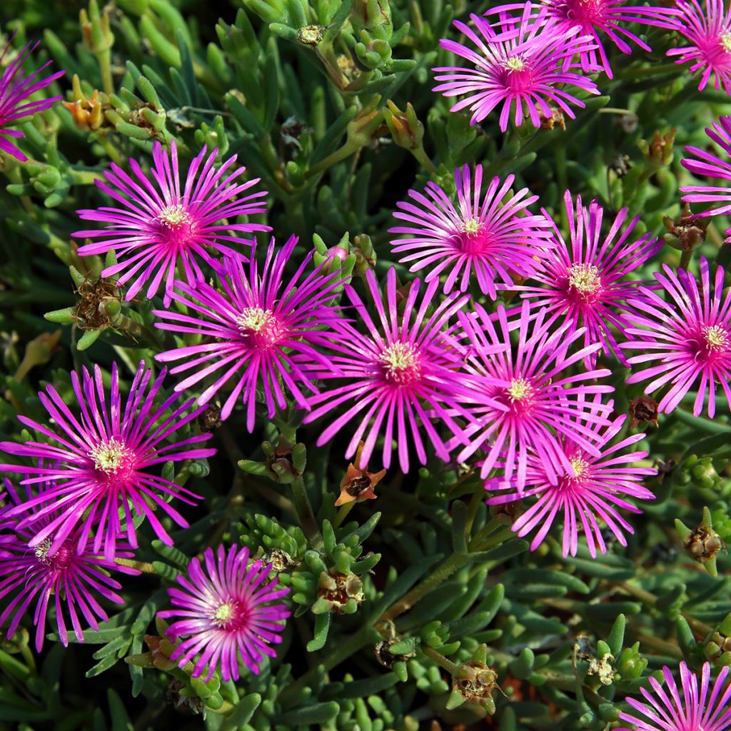 Delosperma cooperi - Pourpier de Cooper