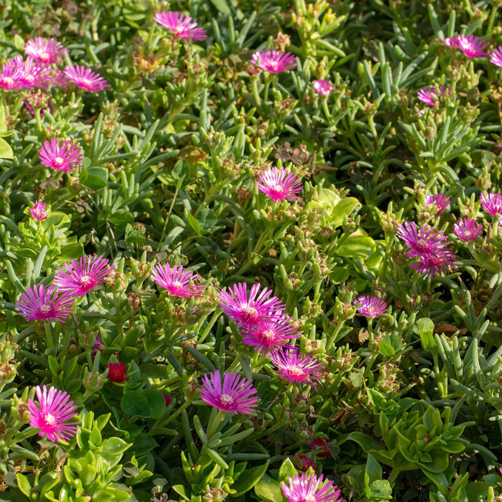 Delosperma cooperi - Pourpier de Cooper