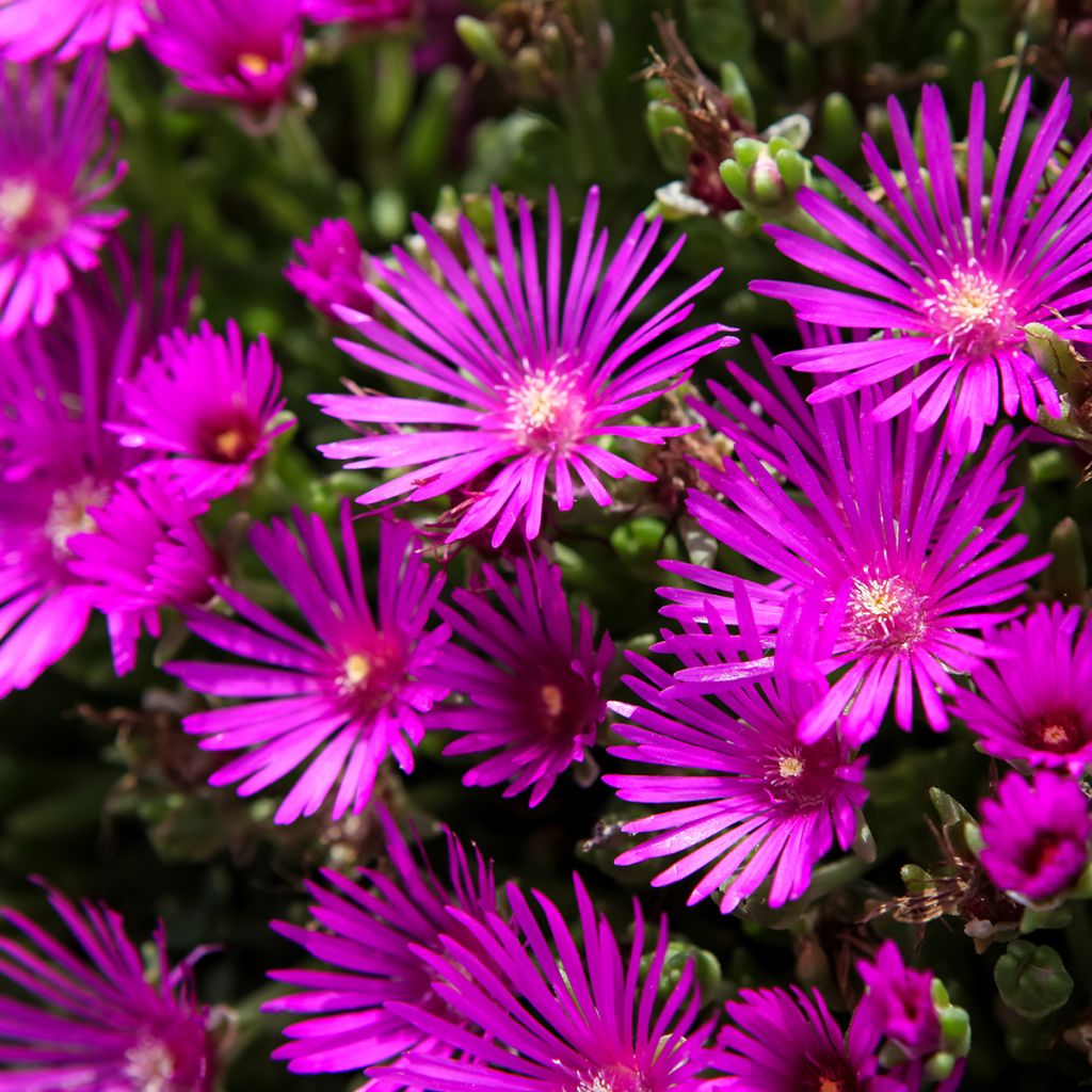 Delosperma cooperi - Pourpier de Cooper