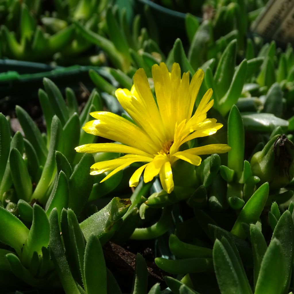 Delosperma deschampsii