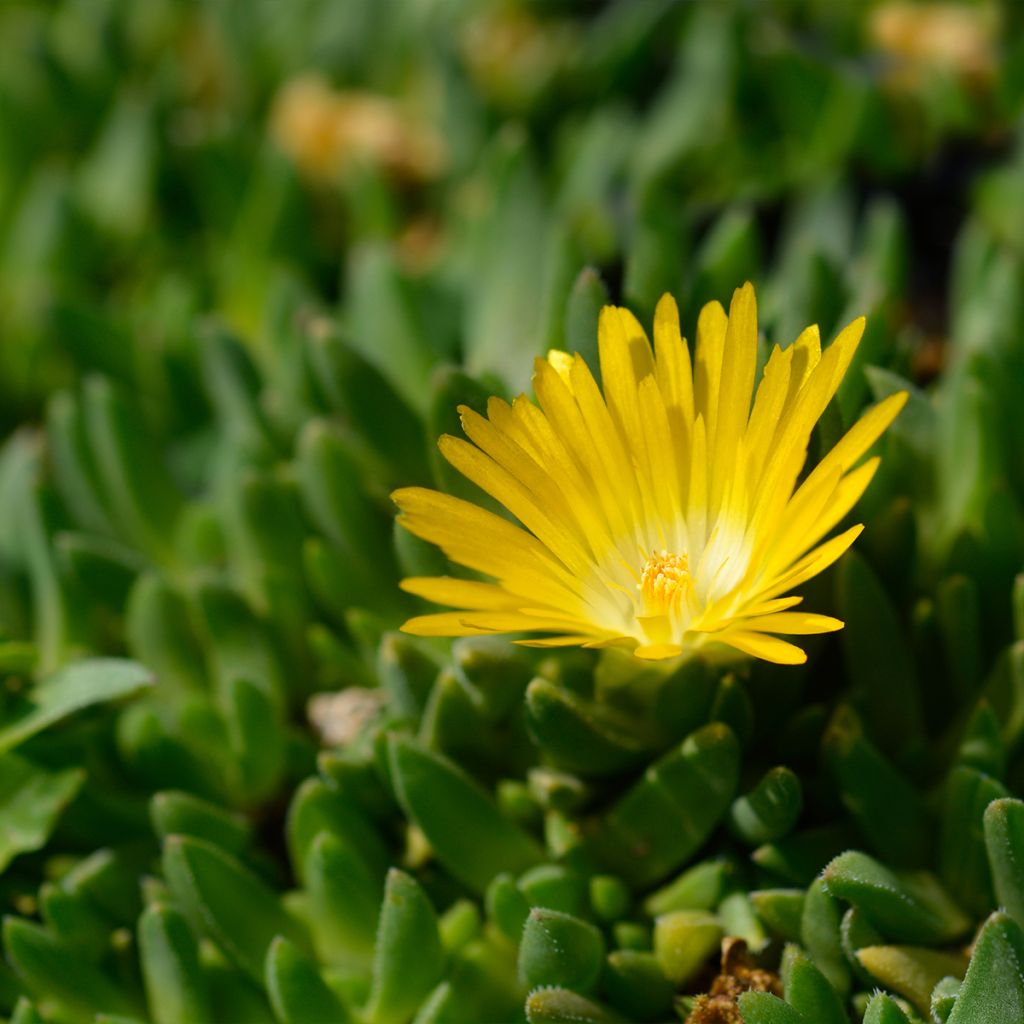 Delosperma deschampsii