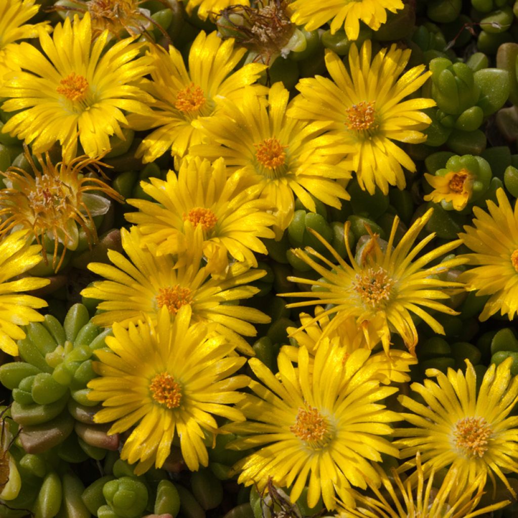 Delosperma lineare - Ficoïde jaune, Pourpier vivace