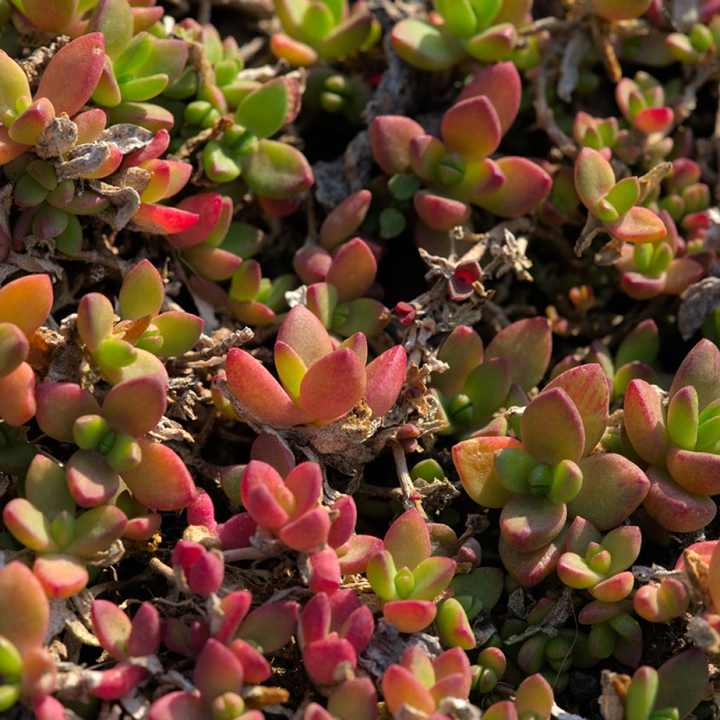 Delosperma lineare - Ficoïde jaune, Pourpier vivace