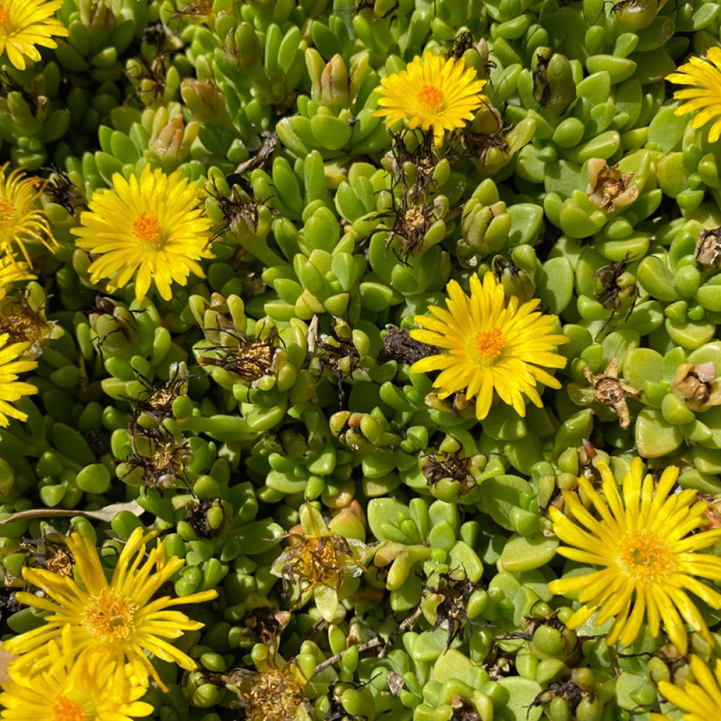 Delosperma lineare - Ficoïde jaune, Pourpier vivace