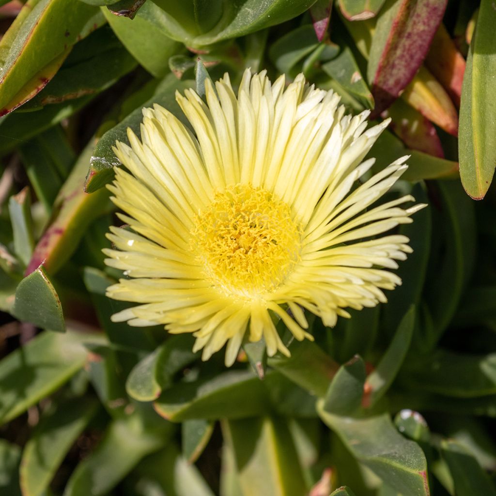 Delosperma lineare - Ficoïde jaune, Pourpier vivace