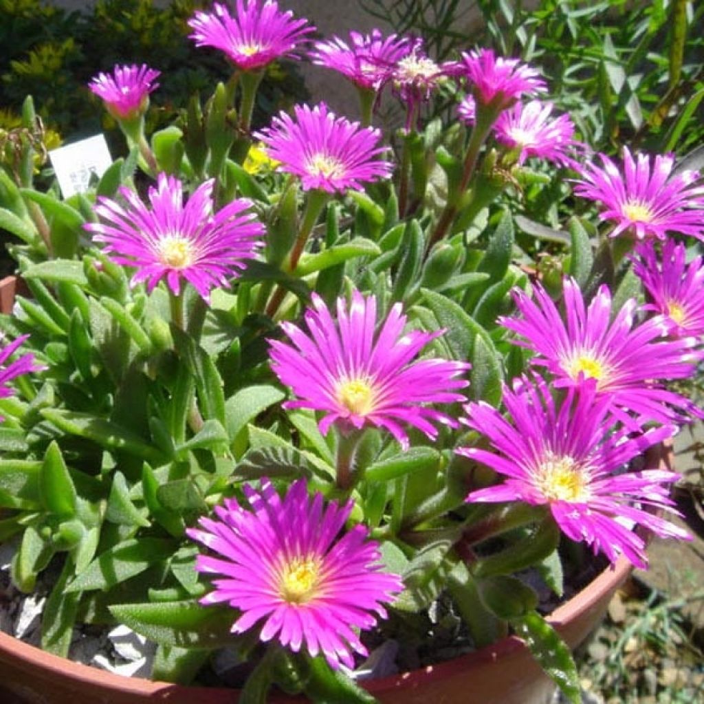 Delosperma sutherlandii - Pourpier de Sutherland