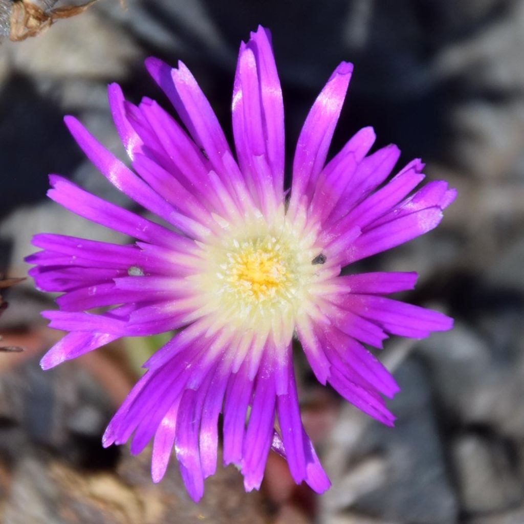 Delosperma sutherlandii - Pourpier de Sutherland