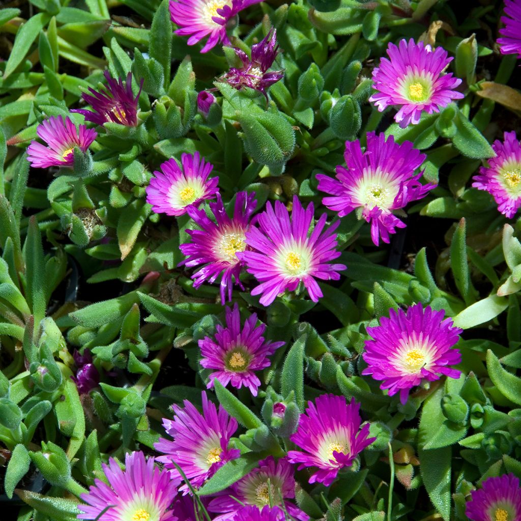 Delosperma sutherlandii - Pourpier de Sutherland