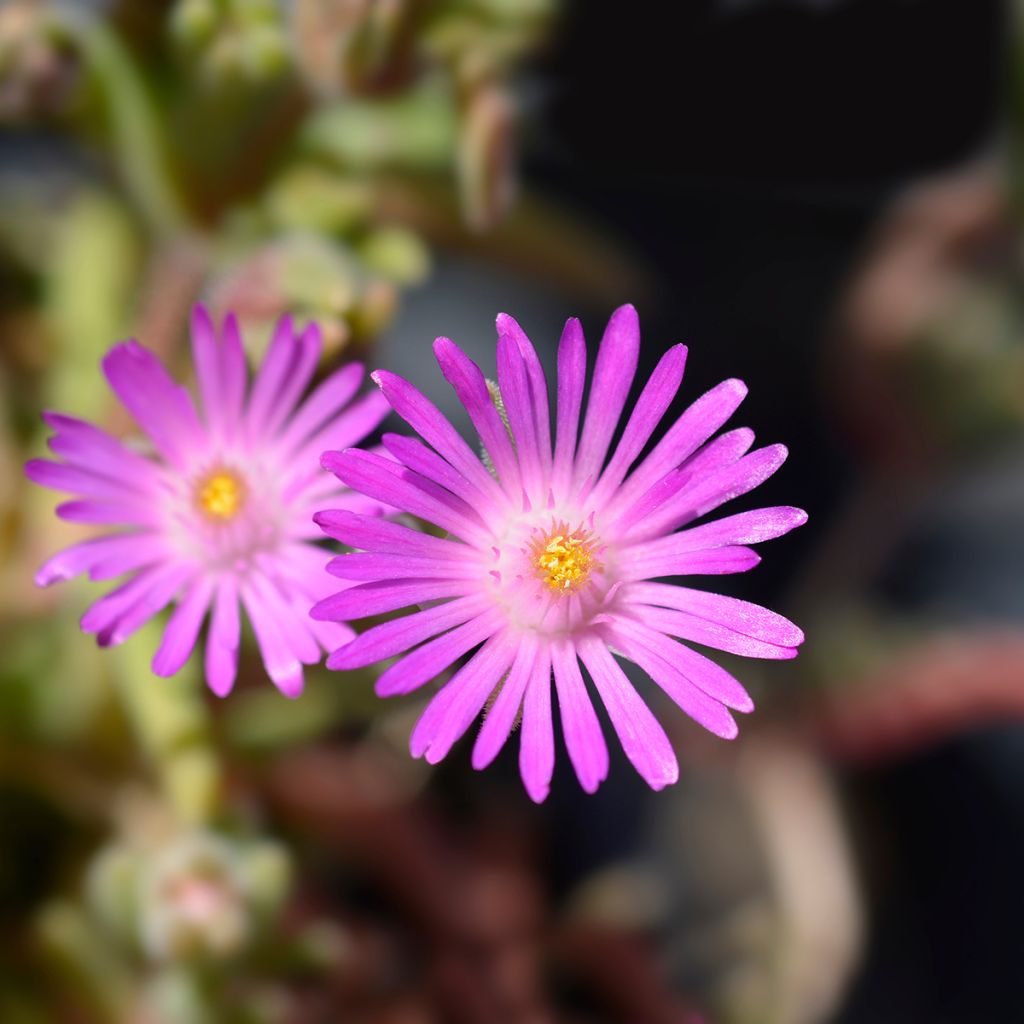 Delosperma sutherlandii - Pourpier de Sutherland