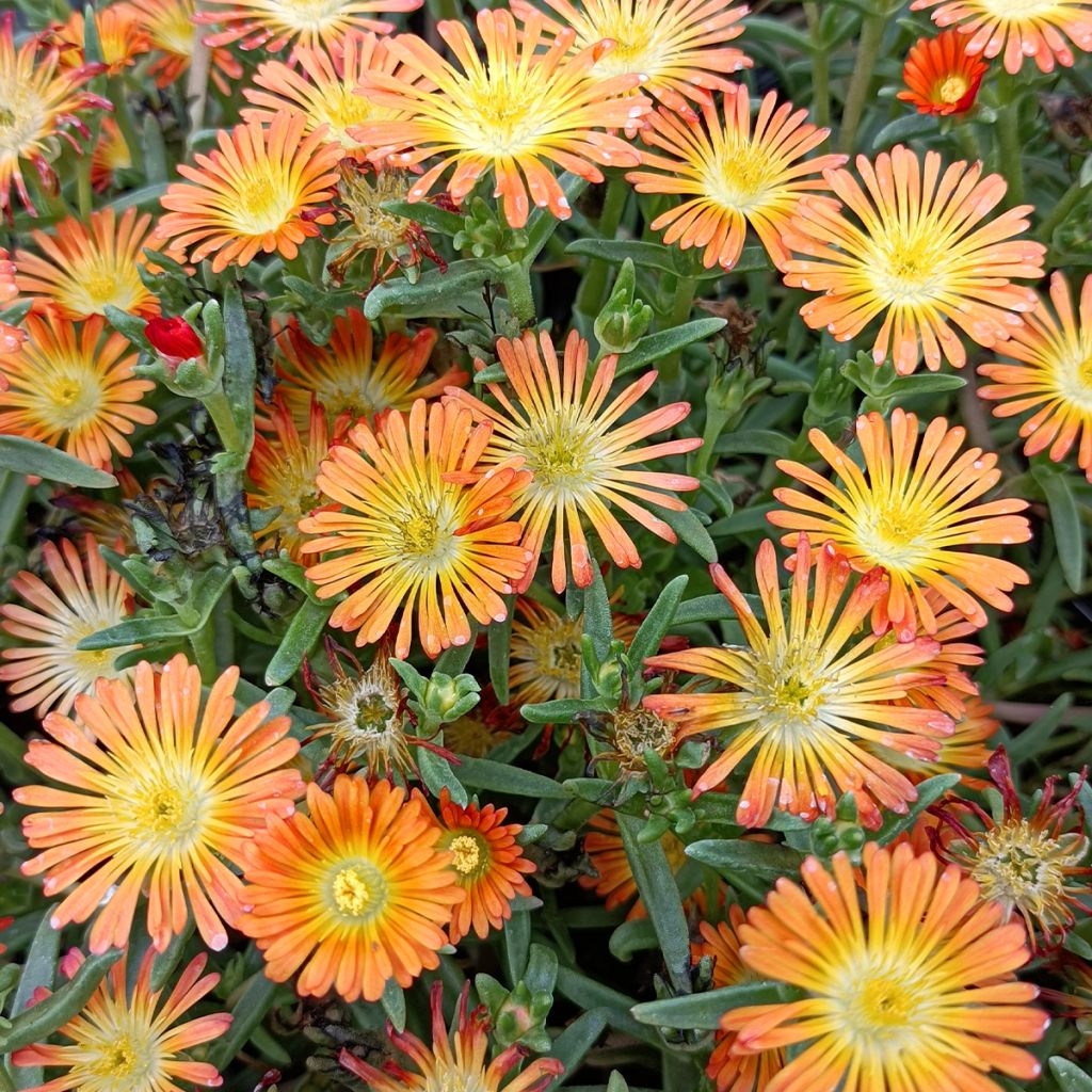 Delosperma Wheels of Wonder Orange