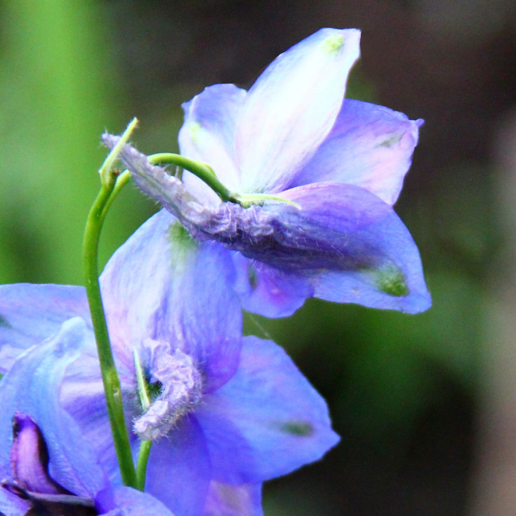 Delphinium Blauwal - Pied d'Alouette vivace