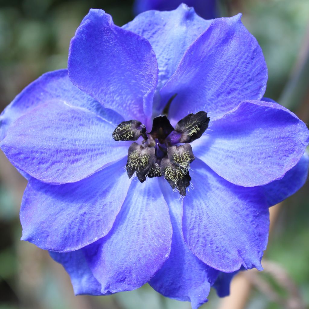 Delphinium Blue Jay, Pied d Alouette