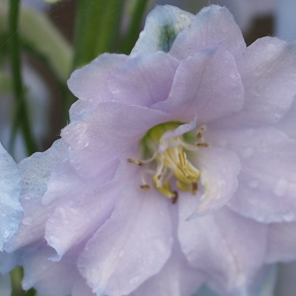 Delphinium Blue Lace, Pied d Alouette