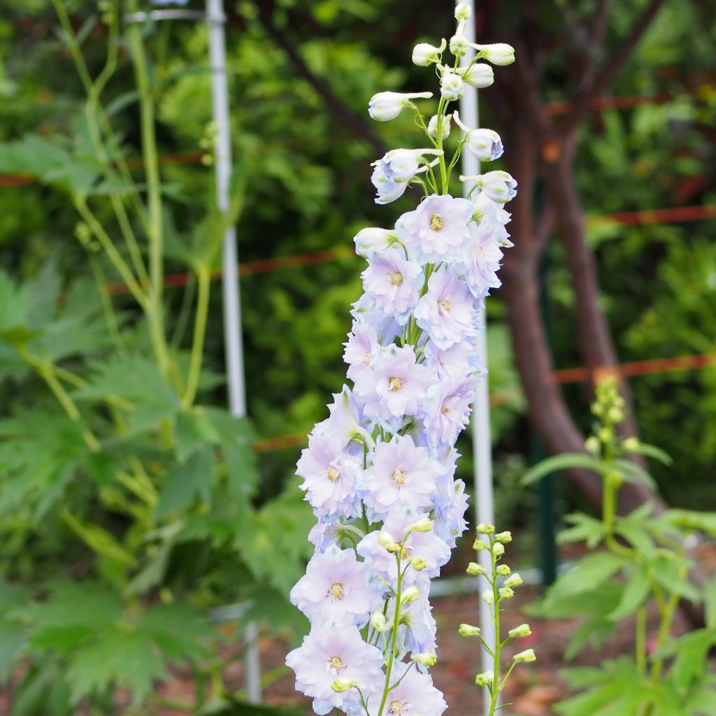 Delphinium Blue Lace, Pied d Alouette