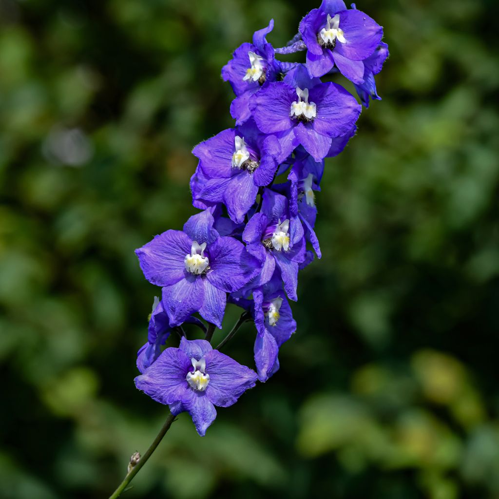 Delphinium Christel - Pied d'Alouette vivace