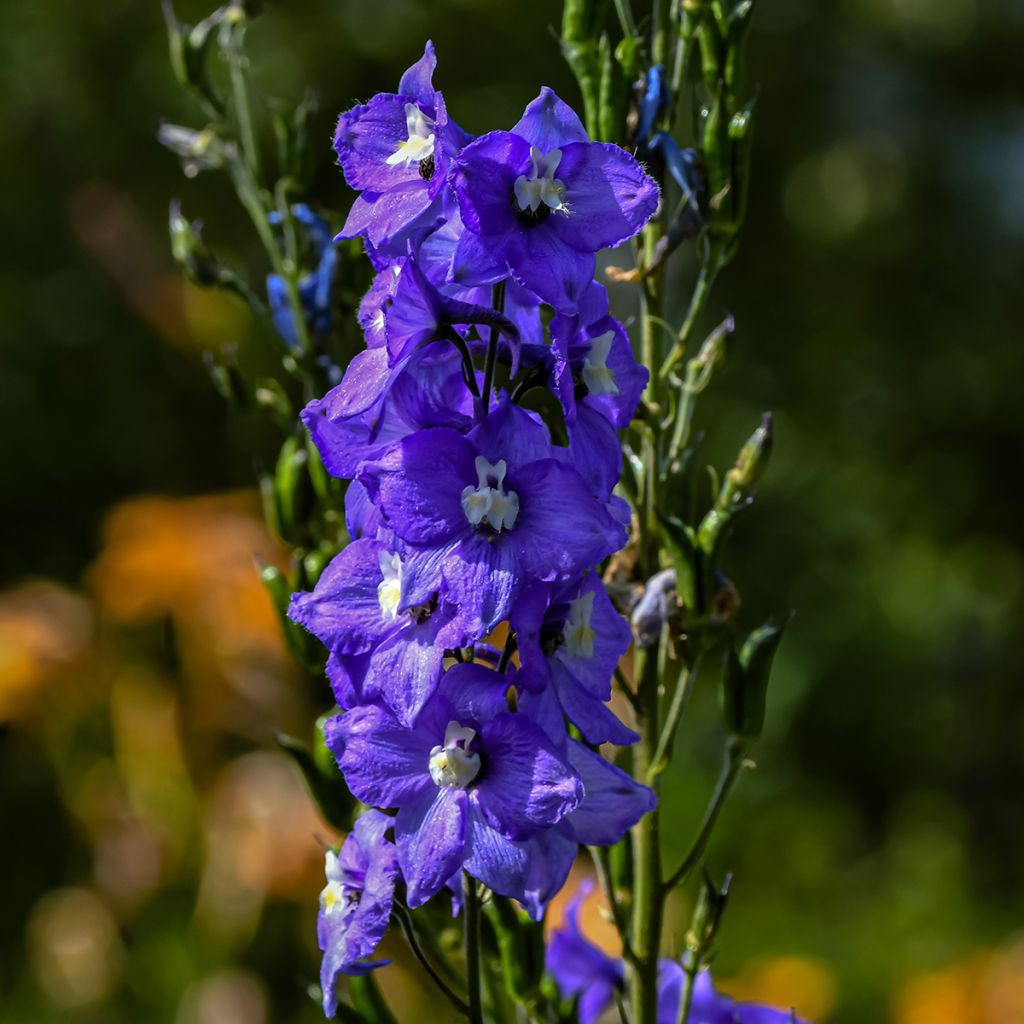 Delphinium Christel - Pied d'Alouette vivace