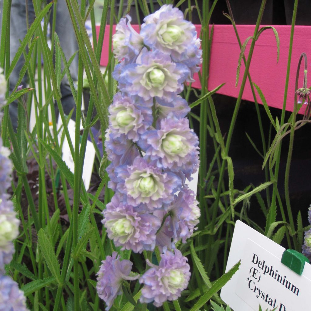 Delphinium Crystal Delight - Pied d'alouette élevé