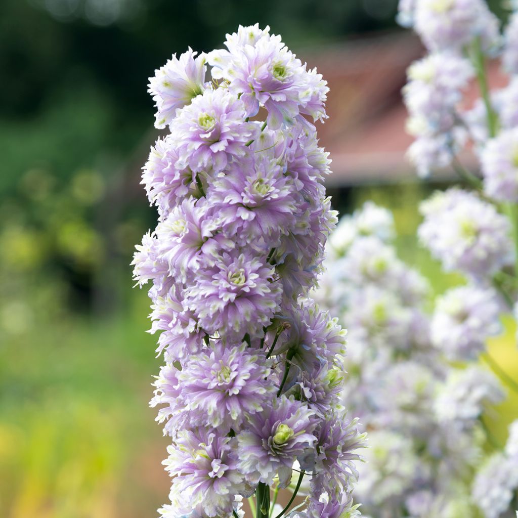 Delphinium Crystal Delight - Pied d'alouette élevé