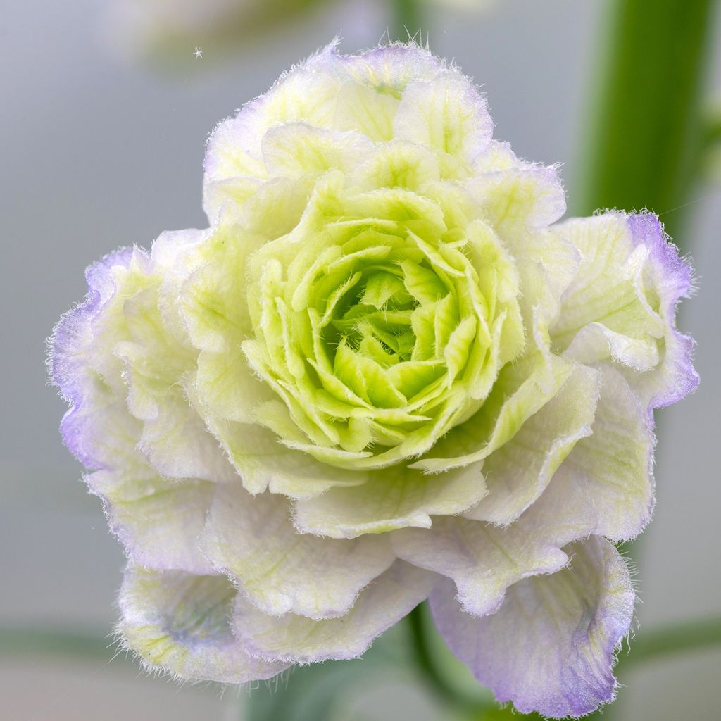 Delphinium Crystal Delight - Pied d'alouette élevé