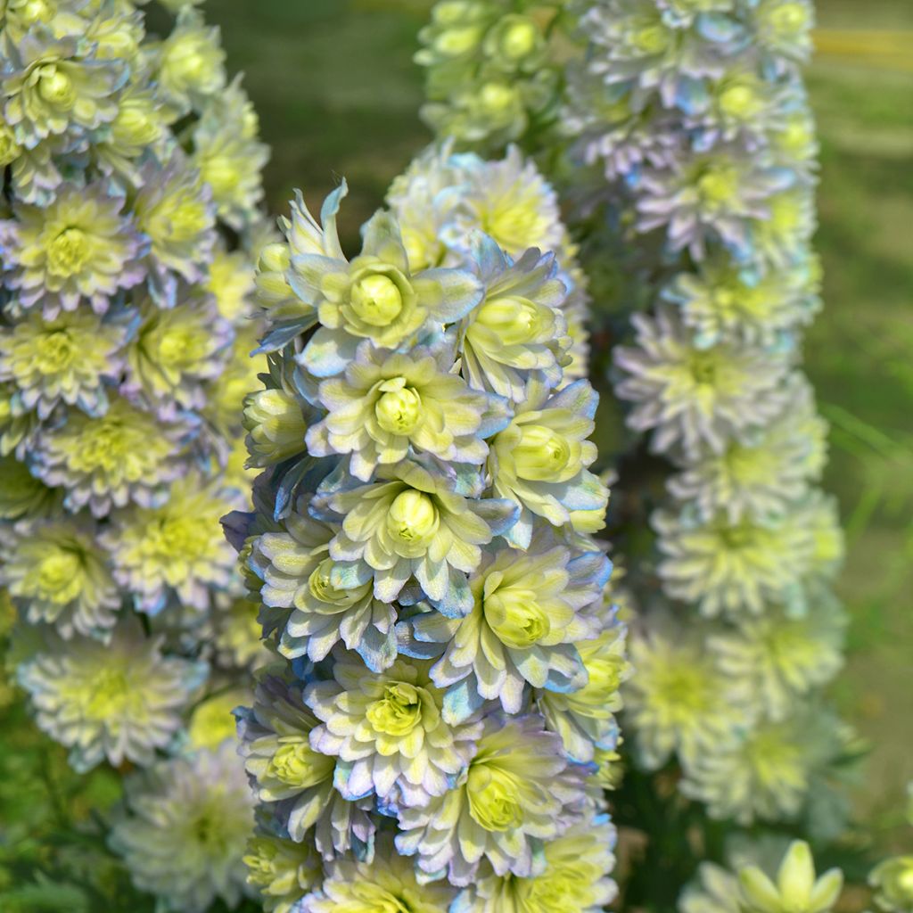 Delphinium Crystal Delight - Pied d'alouette élevé