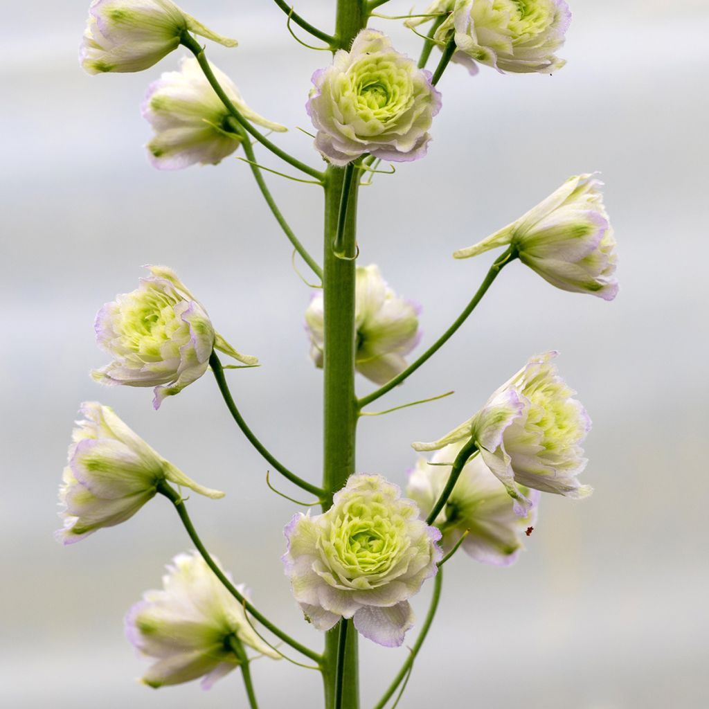 Delphinium Crystal Delight - Pied d'alouette élevé