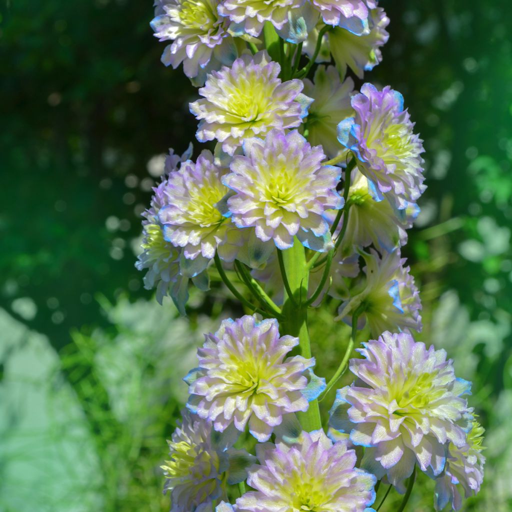 Delphinium Crystal Delight - Pied d'alouette élevé